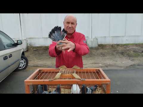 Видео: Ярмарка голубей г. Минск Беларусь  29 июня 2025 г.Pigeon Fair Minsk Belarus June 29, 2025