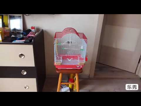 Видео: Купили Амадин Зебровых❤