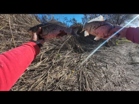 Видео: Нічні Карасі-коні на Дністрі!1-2 листопада!