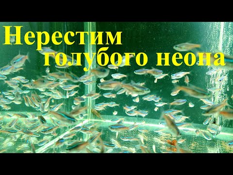 Видео: Как я нерестил пожилого голубого неона...  Что получилось?