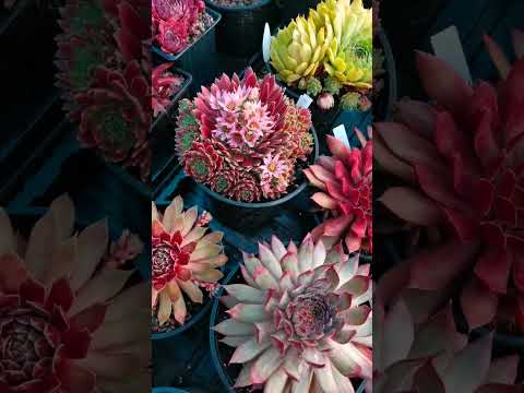 Видео: Обзор сортов #sempervivum , #молодило