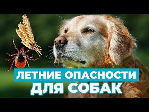 Видео: ОПАСНО❗️ Устюг, Клещи и Жара. НЕ ПРОПУСТИ это видео - подготовь собаку к сезону❗️