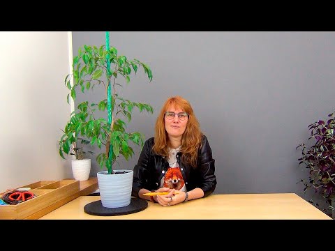 Видео: Фикус Бенджамина на штамбе (ч.7).