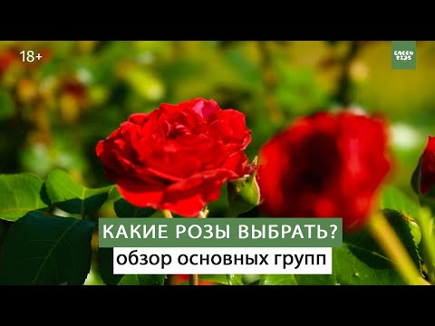 Видео: Какие розы выбрать? Розы в ландшафтном дизайне