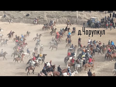 Видео: Бузкаши н.Темурмалик д.Чорупкул 07_01_2024