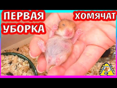 Видео: Первая уборка у хомячат Булочки / сирийские хомячата / Алиса Изи Петс / Alisa Easy Pets