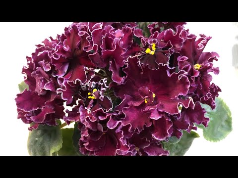 Видео: Видео-Каталог 2 часть