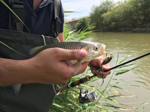 Видео: ТОП 5 Воблеров на голавля! Самые Уловистые Воблеры!