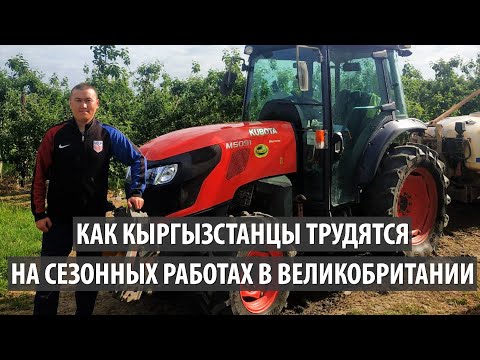 Видео: Как кыргызстанцы трудятся на сезонных работах в Великобритании