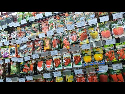 Видео: Костанай Идём в магазин семян по улице Карбышева