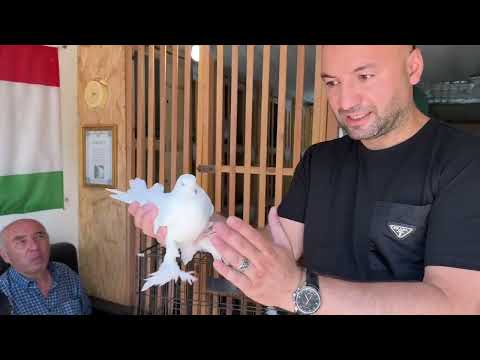 Видео: Секреты селекции ( часть 4 гость из Самары ) 🕊️🤝 Порода Таджикских голубей город Душанбе