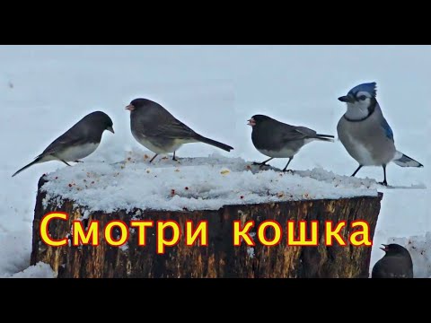 Видео: Голодные птицы! Птицы для кошек!