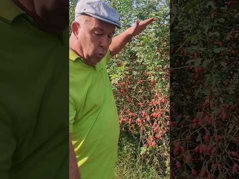 Видео: қисми 2. Парвариши НАСТАРАН. 918770010  тамос барои ниҳолаш.