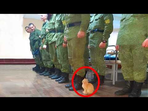 Видео: Когда живёшь с самым вежливым котом на свете 😂