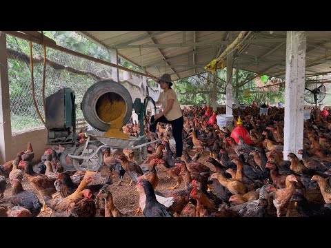 Видео: Как ухаживать за 40-дневными цыплятами. Как смешивать антибиотики для лечения хрипов у цыплят