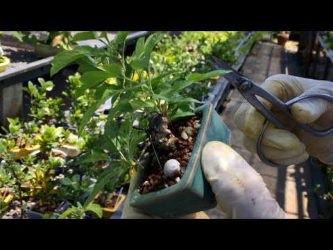 Видео: Сильная обрезка до дифференциации цветочных почек в течение ограниченного времени Бонсай