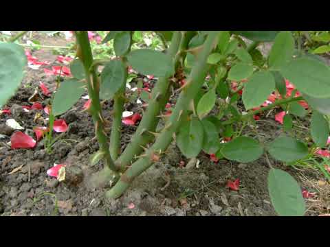 Видео: Срочно ,срочно прищипните базальные побеги!!!Середина сентября 2020года.