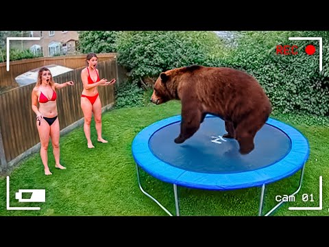 Видео: ДИКИЕ ЖИВОТНЫЕ, КОТОРЫЕ ЗАБЫЛИ, ЧТО ОНИ ДИКИЕ 😂