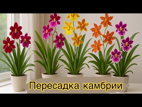 Видео: Пересадка Камбрии/ Грунт для орхидей