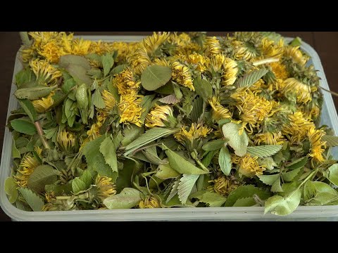 Видео: Пора ферментировать молодые листья яблони, шиповника, березы, клубники, цветы одуванчика,.. для чая