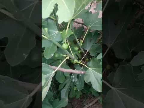 Видео: Инжир.Еще раз о прищипке.
