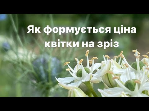 Видео: Як формується ціна квітки на зріз.