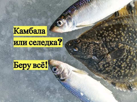 Видео: Камбала или селедка? Беру всё!