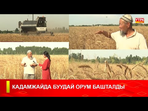 Видео: КАДАМЖАЙДА БУУДАЙ ОРУМ БАШТАЛДЫ