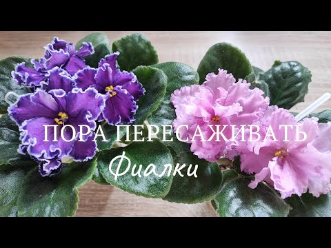 Видео: Когда нужно пересаживать детку, стартер? / Какие горшки выбрать?