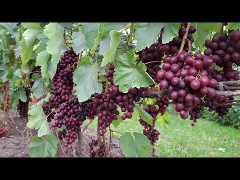 Видео: Вигляд винограду на 1 вересня 2025 р.