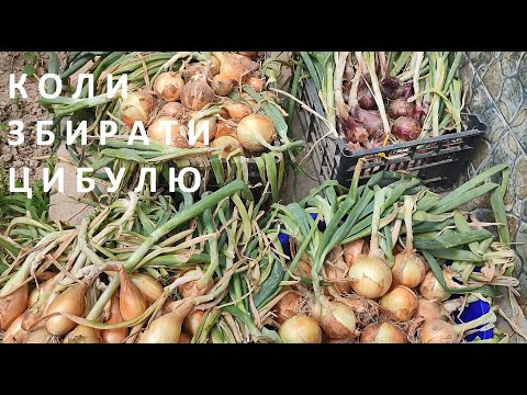 Видео: ЗБИРАЄМ УРОЖАЙ  - КОЛИ ЗБИРАТИ ЦИБУДЮ  ТА  ЯКИЙ СОРТ  КРАЩИЙ