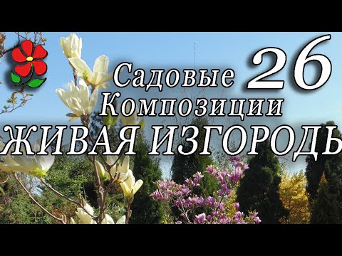 Видео: Садовые композиции вдоль забора. Живая изгородь - экран. Курсы, занятие 26.