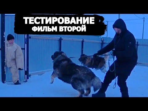 Видео: Тестирование Кавказских овчарок на охрану