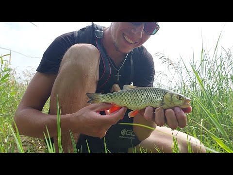 Видео: р.Бистриця. Ранішній кльов!!!!  Хороший Головень,окунь, щука, бонусна ФОРЕЛЬ!!!