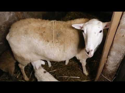 Видео: Еще тройня от Катумской овцы, бараны и ягнята