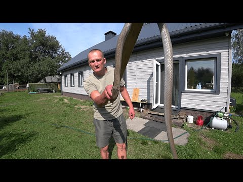 Видео: ГАДЮКИ ДОСТАЛИ! УТРОМ ЗАШЕЛ в САРАЙ и ОХРЕНЕЛ! ЖИЗНЬ в ГЛУХОЙ ДЕРЕВНЕ в ЛЕСУ. №315