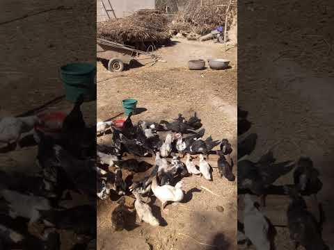 Видео: ИНДОУТКАЛАРНИ ОВКАТЛАНИШ  ЖАРАЙОНИ