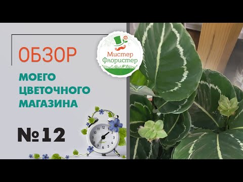 Видео: #12 Обзор поставки комнатных растений. Цветущие и лиственные комнатные растения