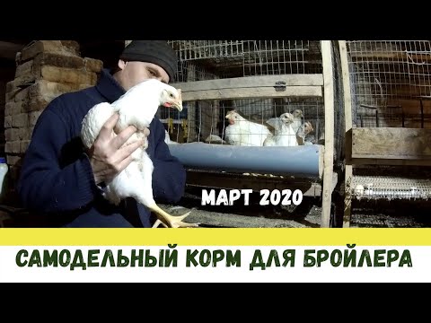 Видео: Выращивание бройлеров: 50 ДНЕЙ и рецепт самодельного корма