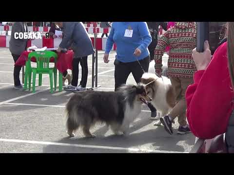 Видео: Выставка собак всех пород CACIB Архангельск Колли Собака я