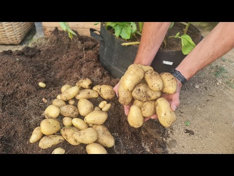 Видео: Когда наступает время выращивания раннего картофеля? Вот как мы это делаем для обильного урожая!