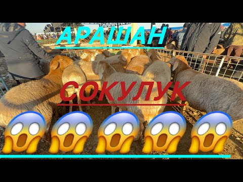 Видео: Кой базар сокулук мал базары 9- ноябрь