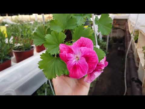 Видео: БОЛЬШОЙ ОБЗОР ПЕЛАРГОНИИ(Герани) на конец Февраля