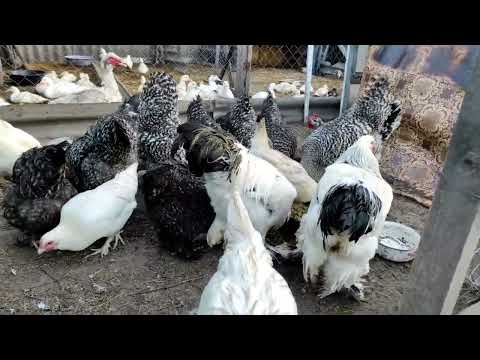 Видео: ОБЗОР НАШЕГО ХОЗЯЙСТВА! САМЫЙ ЛУЧШИЙ КОРМ ДЛЯ ПТИЦЫ! ПРИНЯЛА ЛИ УТКА ЧУЖИХ УТЯТ? МУСКУСНЫЕ УТКИ