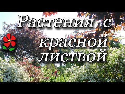 Видео: Пурпурные растения для сада. Деревья, кустарники, цветы.