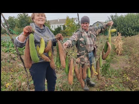 Видео: Собираем люфу- МОЧАЛКИ,как сушить и хранить.Бешбармак
