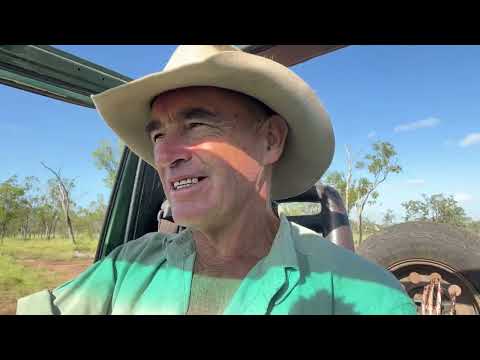 Видео: Еще один замечательный день в стране отлова собак