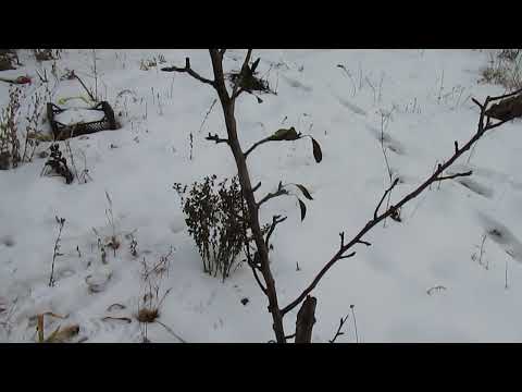 Видео: Три варианта для восстановления роста саженца.