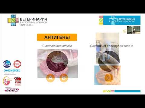 Видео: Полутов Д.Б. Еще больше контроля неонатальных диарей свиней. Suiseng Diff/A – первая и...