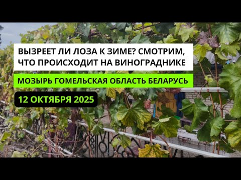 Видео: Виноград в октябре: как вызревает лоза перед зимой?